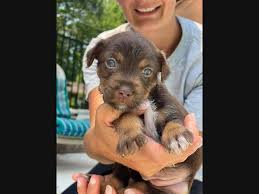She is a 4yo, spayed, female, chocolate brown lab mix who is good with most dogs, kids and adults. Latest Pets Up For Adoption In The New York City Area New York City Ny Patch