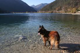 Traumhaus Mit Eingezaunten Garten Seeblick Zum Ledrosee Hund Reisen Urlaub Reisen Urlaub