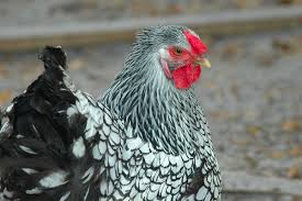 Tall Grey Bird With Black And White Head Black And White Chicken Breeds With Pictures Google Search Black And White Chickens White Chicken Breeds Chicken Breeds