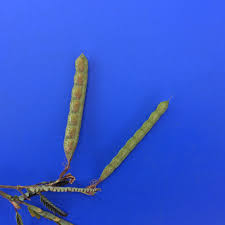 Image result for Aeschynomene indica