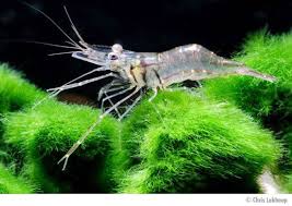 True Ghost Shrimp Or Not Ghost Shrimp Glass Shrimp Betta Fish Tank Mates