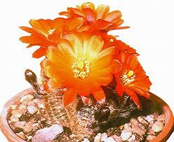 They are placed on sand like a cactus, and when placed create a cactus. The Cultivation Page Learn How To Grow Cacti And Other Succulent Plants
