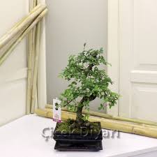 Bonsai, ufak ve etkileyici görüntüsü ile hemen hemen her ortama dekoratif olarak bambaşka bir hava kattığı gibi hobi olarak değerlendirildiği zaman da insanı kendisine bağlayan bir ağaç. Bonsai Agaci Ne Siklikla Sulanmali