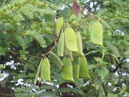 Image result for Caesalpinia sappan