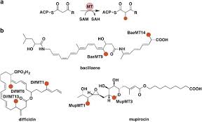 Otis mengembangkan tes army alpha pada tahun 1917. Methyltransferases Excised From Trans At Polyketide Synthases Operate On N Acetylcysteamine Bound Substrates The Journal Of Antibiotics