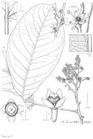 Image result for Deinbollia sp. A