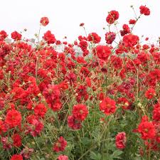 Growing best in shadier places, like underneath large trees or a porch, shade perennials have strong roots to draw in. Geum Seeds Perennial Flowers Swallowtail Garden Seeds