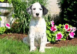 Our main webpage is www.dalrescue.org you can also find our dalmatians on www.petfinder.com if you need any. Dalmatian Puppies For Sale Puppy Adoption Keystone Puppies
