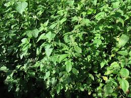 Image result for Mesosphaerum suaveolens