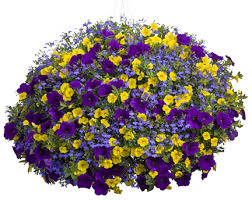 Maybe you would like to learn more about one of these? Chicago Wholesale Hanging Baskets Schaefer Greenhouses Montgomery Il