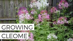 Pin On Flowers Plants