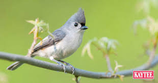 They hoard the birdseed in feeders, and they attack anyone or there are essentially four ways to repel mockingbirds, and sadly, most other species of birds as well. How To Attract The Tufted Titmouse Backyard Birding Tips