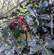 Image result for Leea guineensis