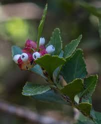 Image result for Phyllocladus