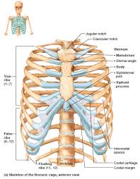 They articulate with the vertebral column posteriorly, and terminate they also have a role in ventilation; Anterior View Of The Skeleton Of The Thoracic Cage Human Ribs Body Anatomy Rib Cage Anatomy