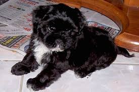 The shih tzu is an independent dog which is intelligent, dignified, lovable, affectionate, sociable, and cheerful. List Of Shih Tzu Mix Breed Dogs