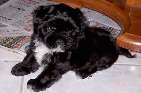 Maltese shih tzu poodle mix black and white. List Of Shih Tzu Mix Breed Dogs