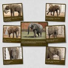 Home to over 3,000 animals, the zoo is the most popular kansas attraction. New Elephants At The Sedgwick County Zoo Elephant Zoo Sedgwick