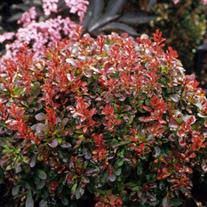 Image result for Berula thunbergii