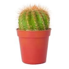 The jade plant is a large succulent that makes a perfect gift for someone who's mastered parenting. Succulents Are Foolproof Plants For Apartment Dwellers Cleveland Com