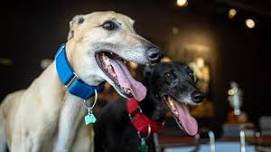 National Greyhound Association Fall Meet