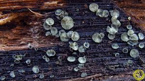 Image result for Chlorosplenium chlora