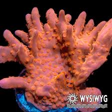 Image result for Searsia monticola