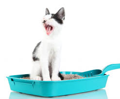 Kediler Neden Kabiz Olur Cat Run Kedi Kopek