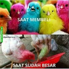 Ayam Warna Warni Oleh Tony Handoko Tonyhandoko Viraals Com