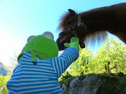 We did not find results for: Horse Pony Animal Wuschelig Mane Fur Nice Sweet Piqsels