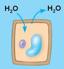 Because the water potential outside the cell will be lesser than that of inside the. Hypertonic Hypotonic And Isotonic Solutions Flashcards Quizlet