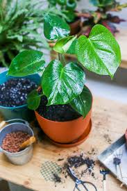 Pest strips and other traps often use colour to draw insects. Get Rid Of Gnats In Indoor Plants The Best Natural Methods To Try Better Homes And Gardens