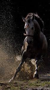 Iphone X Background 4k Horse Iphone Wallpaper Horse Iphone Wallpaper Winter Horse Iphone Wallpaper Horseshoe Iphone Wallpaper Black Horse Iphone Download F Hewan