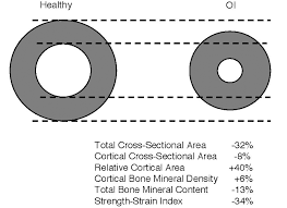 The cross sectional area of a cone when looking at its point is the same cross sectional area we see when looking at its base. Http Www Ismni Org Jmni Pdf 24 07rauch Pdf