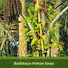 Check spelling or type a new query. Budidaya Pohon Enau Yang Menguntungkan Ciriciripohon Com