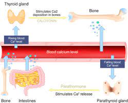 Calcium is also the primary element which causes muscles to contract. Calcium S Role In Hair Loss It S Complicated 2020 Research Review