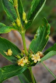 Image result for Fadogia ancylantha