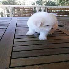 Cuccioli allevamenti maltese parma modena reggio emilia bologna ferrara allevamento maltese lombardia e veneto. Cucciolo Toy Maltese Annunci Marzo Clasf