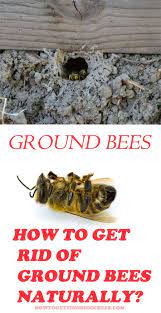 It's usually a bumble bee nest, and it all depends how established the nest is already, as to how long it will be before the new queens have left the nest (they are the last to emerge and ensure future colonies of bumble bees). Ground Nesting Bees How To Keep Them Away Naturally Ground Bees Getting Rid Of Bees Bees Nest Removal
