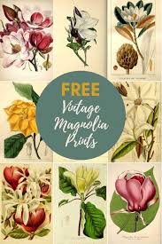 Waterlily seamless flower tropical pattern. Gorgeous Free Vintage Magnolia Prints To Download Picture Box Blue