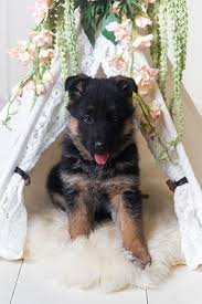 Checking 'include nearby areas' will expand your search. Puppies For Sale Bay Area Labradoodle Puppy For Sale Near San Francisco Bay Area