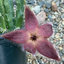 Image result for Stapelia gigantea