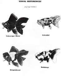 Selecting Quality Goldfish Guide Eye Types Double Caudal Goldfish Art Goldfish Beautiful Fish