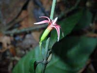 Image result for Massularia