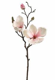 Silk Magnolia In Cream White 19 Magnolia Flower Flower Drawing Flower Spray