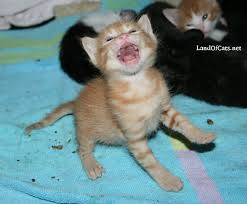 Why Cats Make Baby Cry Sound Sometimes