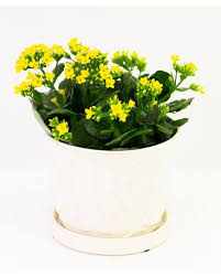 Watermill flowers proudly serves fort lauderdale and the surrounding areas. Flowering Plants Delivery Fort Lauderdale Fl Watermill Flowers