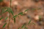 Image result for Phyllanthus pentandrus