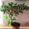 Jalapenos, originally from mexico are now cultivated worldwide due to their high demand. 1