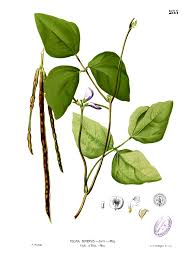 Image result for Vigna unguiculata